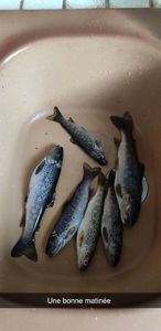 Rainbow Trout