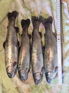Rainbow Trout