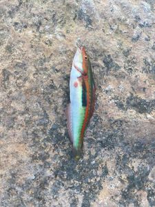 Mediterranean Rainbow Wrasse
