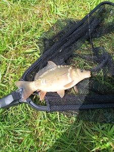 Mirror Carp