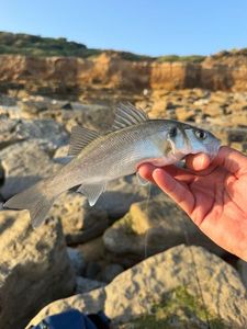 European Bass (Seabass)