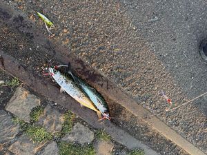 Mackerel