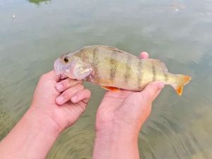 European Perch