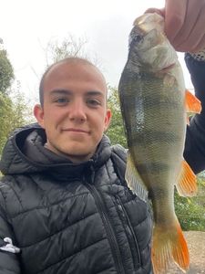 European Perch