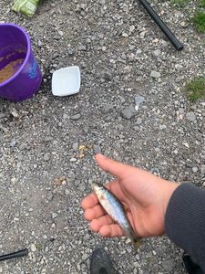 Gudgeon