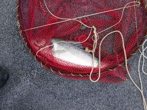 European Bass (Seabass)