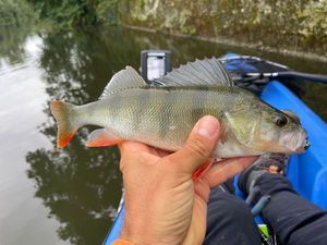 European Perch