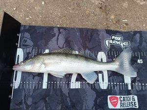 Zander