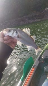 European Bass (Seabass)