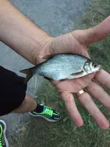 Common Bream