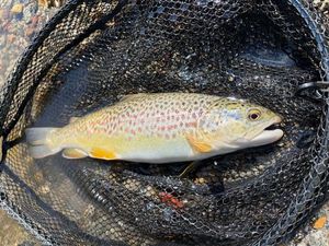 Marble Trout