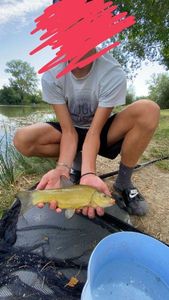 Tench