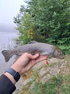 Rainbow Trout