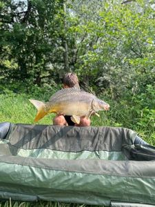 Leather Carp