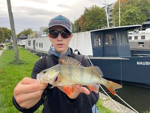European Perch