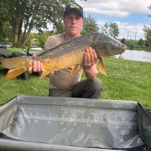 Mirror Carp