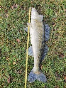 Zander