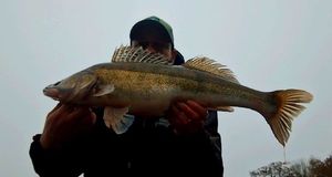 Zander