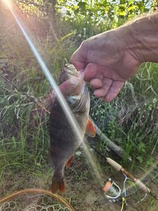 European Perch