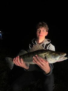 Zander
