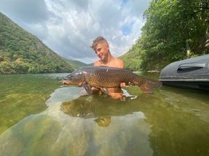 Common Carp