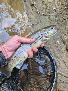 Brown Trout
