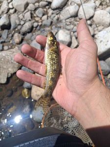 Gudgeon