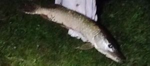 Northern Pike