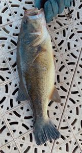 Largemouth Bass