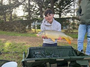 Common Carp