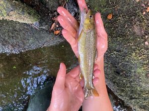 Brown Trout
