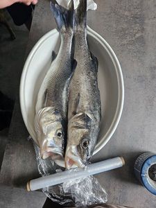 European Bass (Seabass)