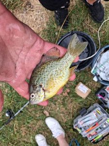 Pumpkinseed