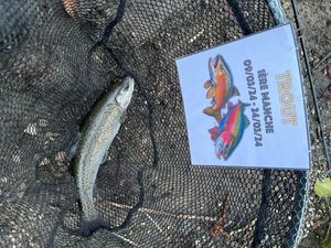 Rainbow Trout