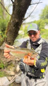 Rainbow Trout