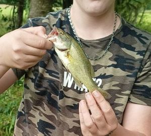 Largemouth Bass