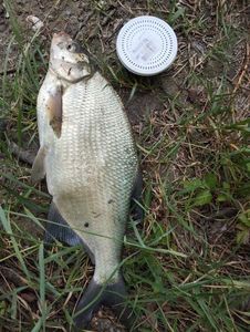 Common Bream