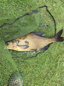 Common Bream