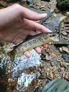 Brown Trout