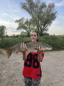 Barbel