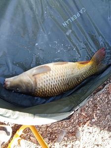 Common Carp