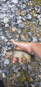 Brown Trout