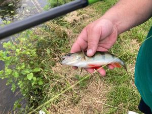 European Perch