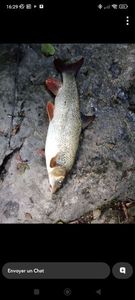 Barbel
