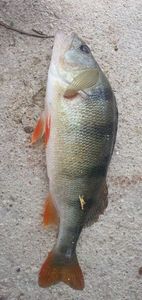 European Perch