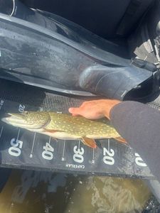 Northern Pike
