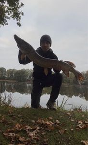 Northern Pike