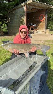 Grass Carp