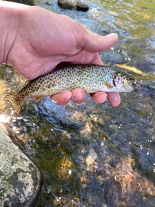 Brook Trout