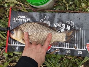 Crucian Carp